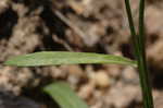 Lance coreopsis